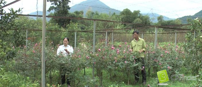 Người dân Làng hoa Mỹ Tân, xã Tân Quang tất bật chăm sóc hoa cho dịp Tết 2020